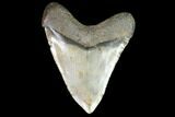 Fossil Megalodon Tooth - + Foot Prehistoric Shark #98999-2